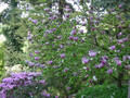 Magnolia pośrednia (Magnolia soulangeana) Lennei c3 120-150cm 6