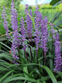 Liriope szafirkowe (Liriope muskari) Royal Purple sadzonka 2