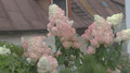 Hortensja bukietowa (Hydrangea) Vanille Fraise c3 30-40cm 8