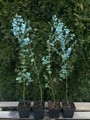 Eukaliptus niebieski (Eukaliptus gunnii) sadzonka 50-70cm 10