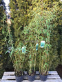 Bambus mrozoodporny (Fargesia nitida) Fargezja lśniąca c3 80-100cm 3