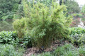 Bambus krzewiasty (Fargesia murielae) c3 40-60cm 1