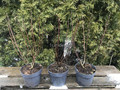 .Hortensja bukietowa (Hydrangea) Vanille Fraise c2-c3 30-40cm 9