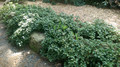 Runianka japońska (Pachysandra terminalis) Green Carpet sadzonka 2