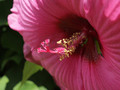 Hibiskus bylinowy (Hibiscus) Royal Gems sadzonka 2