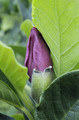 Magnolia Genie- powtarza kwitnienie sadzonka 130-160 cm c3 8