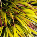 Trawa bambusowa (Hakonechloa) Sunflare sadzonka 1