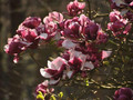 Magnolia Pickard's Garnet c5 70-100cm 2
