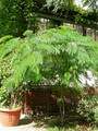 Albicja (Albizia julibrissin) jedwabne drzewo 50 cm 8