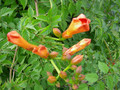 Milin amerykański (Campsis) Florida - roślina pnąca 80-100cm 4