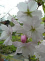 wiśnia piłkowana - Prunus serrulata  Amanogawa 60-70 cm 4