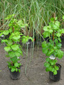 Hortensja pnąca (Hydrangea petiolaris) c2 70-80cm 10