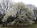Magnolia japońska (Magnolia kobus) c4 50-70cm 3