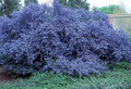 Prusznik niebieski Victoria - sadzonka aż 30-45 cm 6