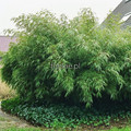Bambus mrozoodporny Fargesia rdzawa, rozłożysta (Fargesia rufa) c5 50-70cm