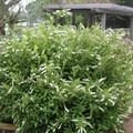 Itea wirginijska (Itea virginica) sadzonka 40-50cm