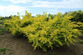 Klon Shirasawy (Acer shirasawum) Jordan c3 100-140 cm 2