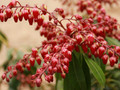 Pieris japoński (Pieris japonica) Valley Valentine sadzonka 3