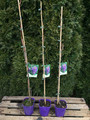 Glicynia amerykańska (Wisteria frutescens) Longwood Purple c2 60-70cm 4