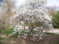 Magnolia gwiaździsta biała (Magnolia stellata) c2 80-100cm 3