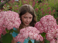 Hortensja drzewiasta (Hydrangea arbor.) Pink Annabelle (Anabelle) Invincibelle c3 1