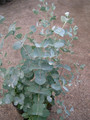Eukaliptus niebieski (Eukaliptus gunnii) sadzonka 50-70cm 4