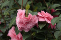 Kamelia japońska (Camellia japonica) Mrs Tingley sadzonka 1