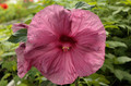Hibiskus bylinowy (Hibiscus) Berrylicious sadzonka 2