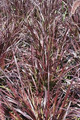rozplenica japońska - Pennisetum sataceum Rubrum 4