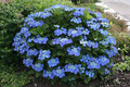 Hortensja ogrodowa (Hydrangea) Blue Sky chabrowa c3 40-60cm 1