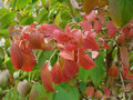 Kalina japońska (Viburnum plicatum) Kilimanjaro c3 40-60 cm  2