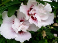 Ketmia syryjska, hibiskus (Hibiscus syriacus) China Chiffon c2 100-120cm 1