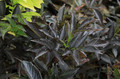 Bez czarny (Sambucus nigra) Black Beauty syn. Gerda c3 20-30cm 4