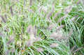Trawa rozplenica japońska piórkówka (Pennisetum) c2 1