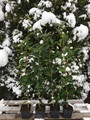 Kamelia japońska (Camellia japonica) Brushfield Yellow sadzonka 80-100cm 6