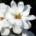 Magnolia denudata Double Diamond c5 90-110cm