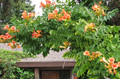 Milin pośredni (Campsis tagliabuana) Indian Summer - roślina pnąca 90-120cm 2