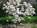 Magnolia pośrednia (Magnolia soulangeana) Alba Superba c12 90-150m 5
