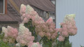 Hortensja bukietowa (Hydrangea) Vanille Fraise c3 30-40cm 7