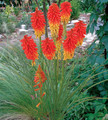 Trytoma (Kniphofia) Papaya Popsicle sadzonka 2