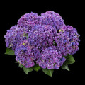 Hortensja ogrodowa (Hydrangea) Curly Sparkle c3 25-35cm 3