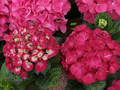 Hortensja ogrodowa (Hydrangea) Hot Red c3 30-45cm 5