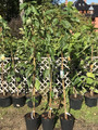 Wiśnia piłkowana (Prunus serrulata) Amanogawa c7 150-160 cm 8