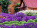 Lawenda wąskolistna (Lavendula angustifolia) Dark Hidcote Blue sadzonka 5