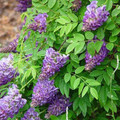 Glicynia amerykańska (Wisteria frutescens) Longwood Purple c2 60-70cm