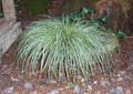 Turzyca stożkowata (Carex conica) Snowline sadzonka 1