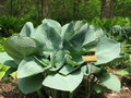 Funkia (Hosta) Skylight sadzonka 2