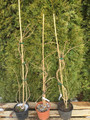 Kalina japońska (Viburnum plicatum) Mariesii c2 60-90cm 7