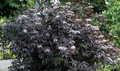 Bez czarny (Sambucus nigra) Black Beauty syn. Gerda c2 30-50cm 1