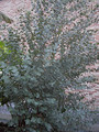 Eukaliptus niebieski (Eukaliptus gunnii) sadzonka 50-70cm 8